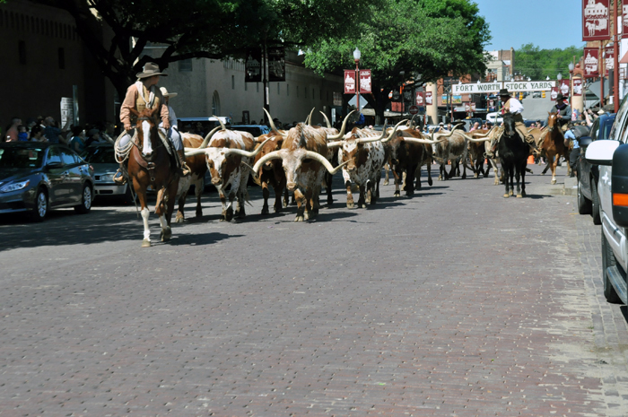 Fort Worth - Desfile de touros e cowboys