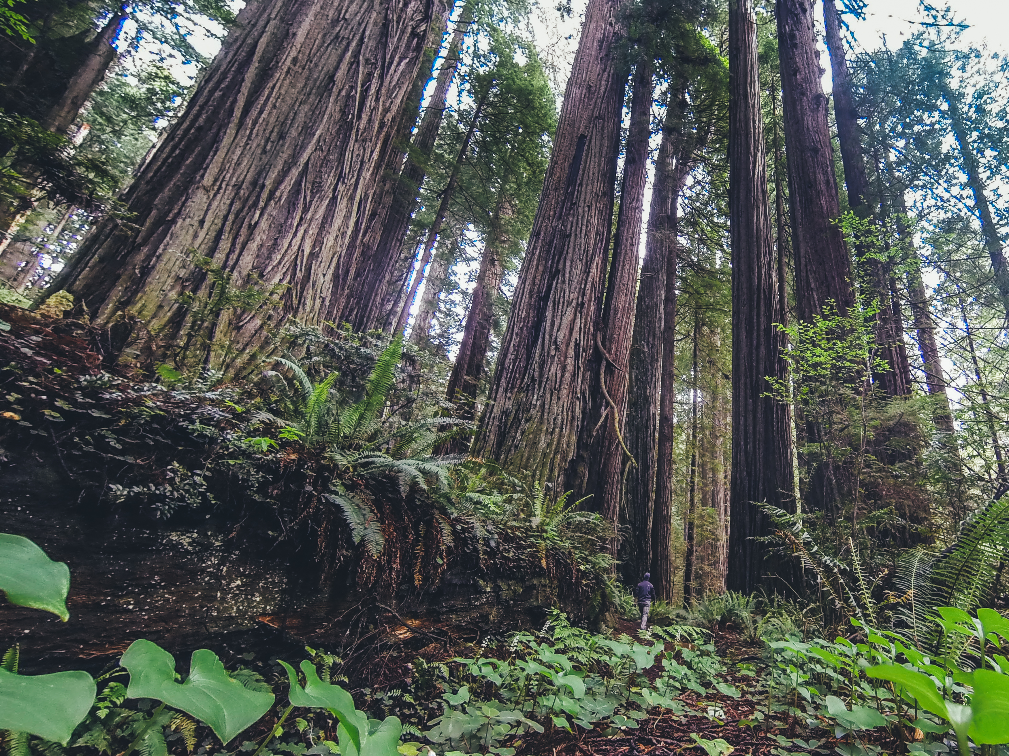 Parque Nacional de Redwood Parque Nacional de Redwood