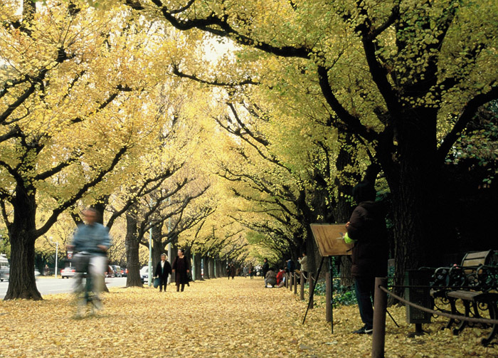 Uma paisagem diferente da urbana Tóquio na Rua Ginkgo (Foto: © TCVB) Uma paisagem diferente da urbana Tóquio na Rua Ginkgo (Foto: © TCVB)