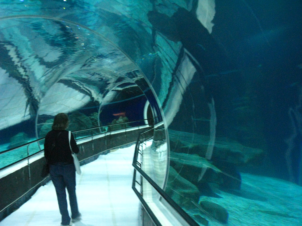 O túnel sub aquático permite uma visão privilegiada do fundo do mar