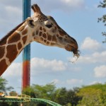 Brinquedos ao fundo lembram que Safári não é na África