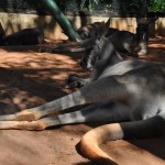 Cangurus descansam e fogem do sol forte