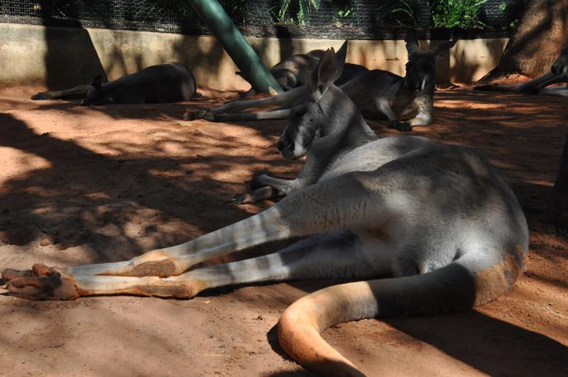 Cangurus descansam e fogem do sol forte Cangurus descansam e fogem do sol forte