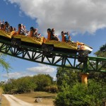 Cheetah Hunt