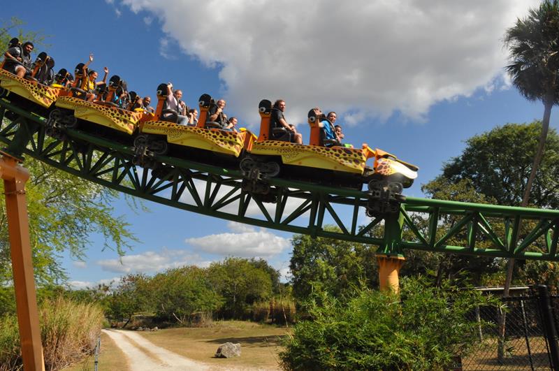 Cheetah Hunt