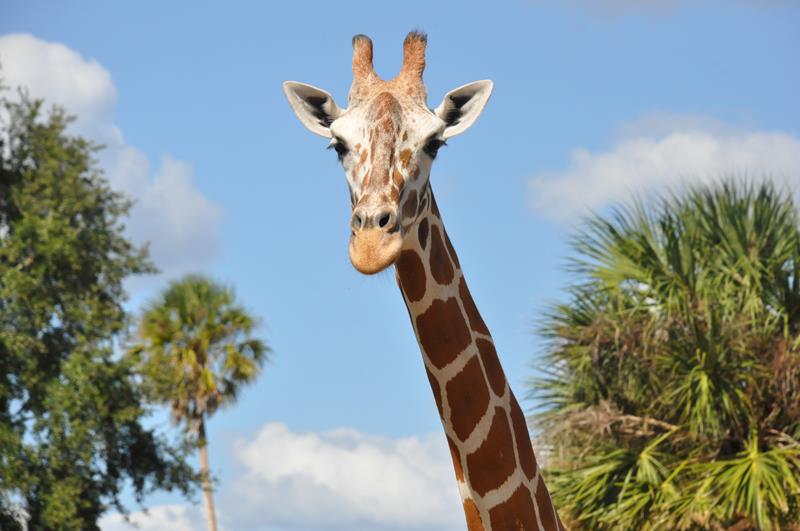 Dóceis, girafas comem na mão dos turistas Dóceis, girafas comem na mão dos turistas