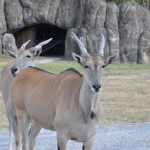 Safári possibilita contato próximo com os animais