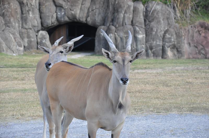 Safári possibilita contato próximo com os animais Safári possibilita contato próximo com os animais