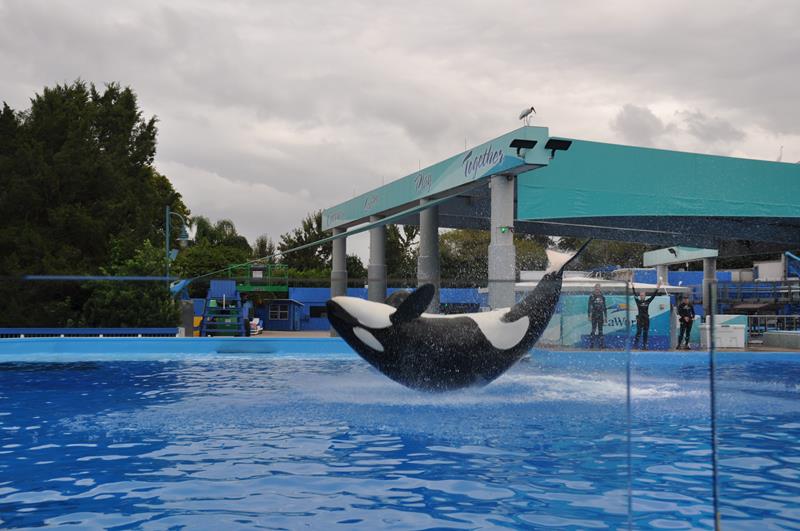Show das baleias orcas no Dine with Shamu Show das baleias orcas no Dine with Shamu