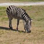 Zebra durante o Safári