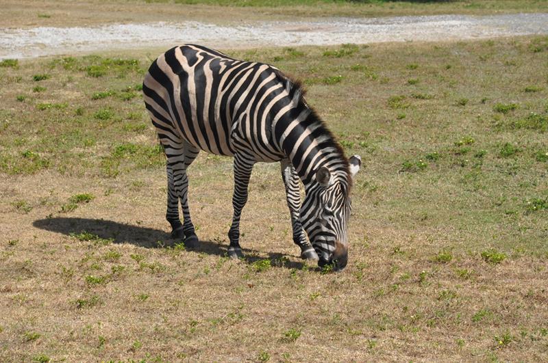 Zebra durante o Safári Zebra durante o Safári