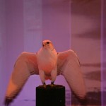 A Qatar Airways trouxe um falcão para abrilhantar seu estande
