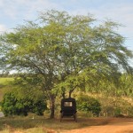 A paisagem esverdeada surpreende quem não conhece a região