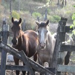 A proximidade com os animais exalta ainda mais a experiência da viagem