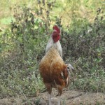 Todas as manhãs o som mais ouvido no interior são os galos cantando