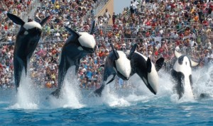 SeaWorld