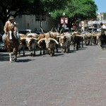 Fort Worth - Desfile de touros e cowboys