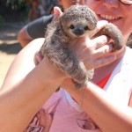 Interação com bicho preguiça em aldeia indígena Interação com bicho preguiça em aldeia indígena