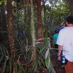 Trilha na floresta Trilha na floresta