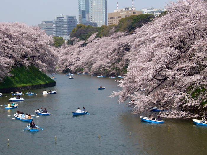 As cerejeiras de Chidorigafuchi, em Tóquio (Foto: © TCVB)