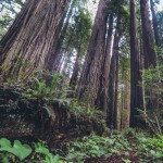 Parque Nacional de Redwood Parque Nacional de Redwood