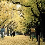 Uma paisagem diferente da urbana Tóquio na Rua Ginkgo (Foto: © TCVB) Uma paisagem diferente da urbana Tóquio na Rua Ginkgo (Foto: © TCVB)