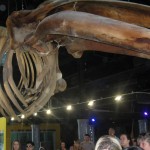 Esqueleto da baleia Jubarte na recepção