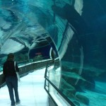 O túnel sub aquático permite uma visão privilegiada do fundo do mar