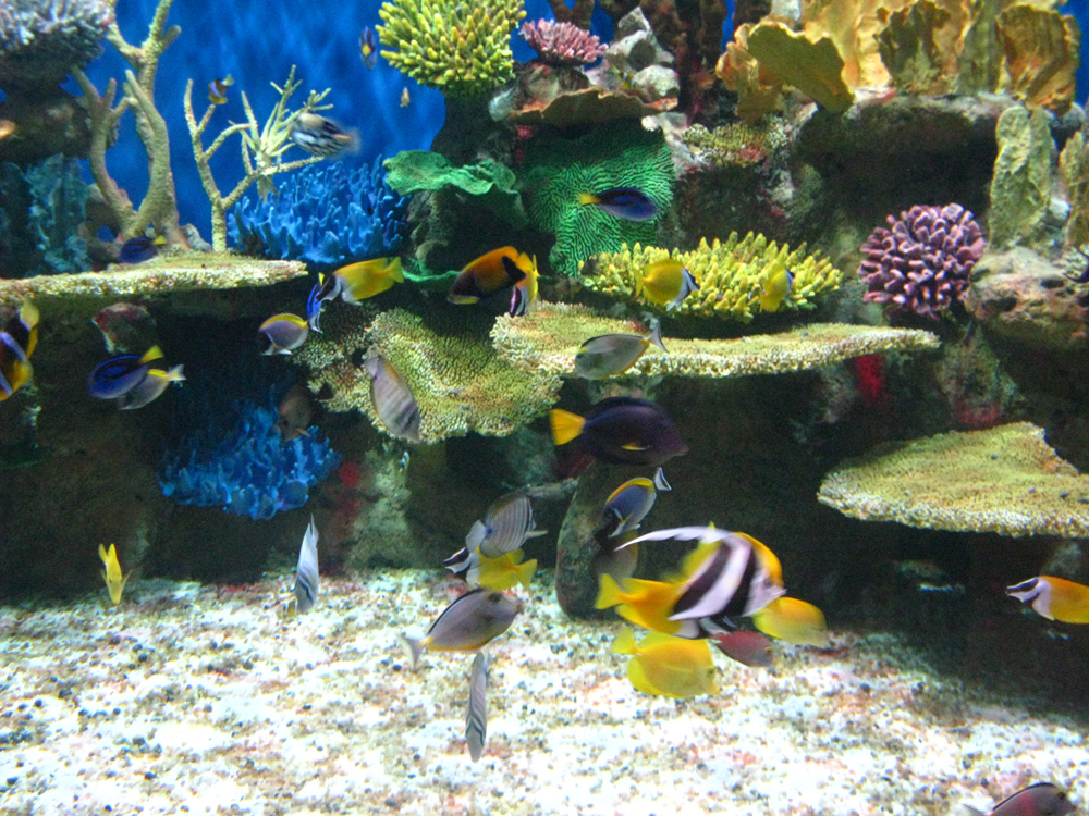AquaRio abre as portas ao público no dia 9 de novembro; veja fotos 1 Um mundo de cores e encantamento