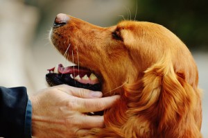 Governo e companhias aéreas definem regras mais rigorosas para transporte de animais