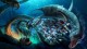 SeaWorld anuncia oito atrações para 2017; confira detalhes