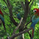 Araras soltas no Discovery Cove Araras soltas no Discovery Cove