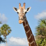 Dóceis, girafas comem na mão dos turistas