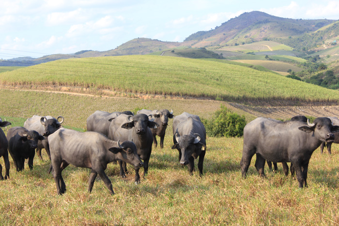 Criação de Búfalos, no Engenho Cachoeira, nos arredores de Recife