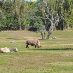Rinoceronte durante o Safári