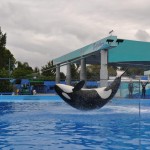 Show das baleias orcas no Dine with Shamu Show das baleias orcas no Dine with Shamu