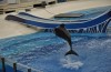 SeaWorld terá novo show com golfinhos em abril e atrações inéditas em 2017