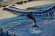 SeaWorld terá novo show com golfinhos em abril e atrações inéditas em 2017