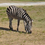 Zebra durante o Safári