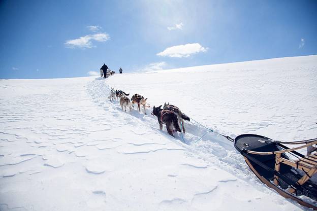 Confira 5 atividades de inverno inusitadas na Noruega Passeio de trenó