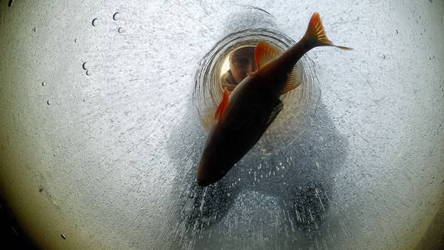 Confira 5 atividades de inverno inusitadas na Noruega Pesca no gelo