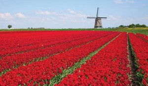 AmaWaterways lança tarifa promocional em cruzeiro pela Holanda