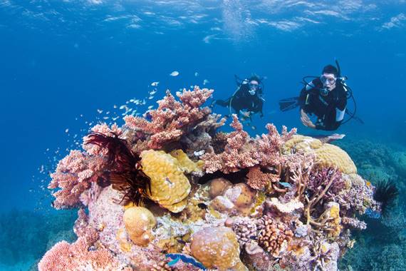 Tourism Australia anuncia novas empresas para ações na América do Sul 1 Prática de mergulho é um dos atrativos da Austrália (Foto: Divulgação)
