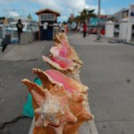 Concha típica das Bahamas pode ser encontrada até em barraquinhas