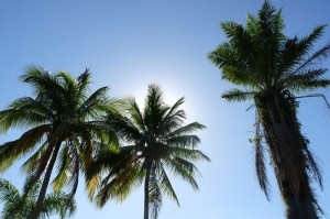 coconut trees 658769 1280 Descubra 5 praias brasileiras desconhecidas