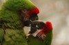 Parque das Aves recebe 123 pássaros resgatados no primeiro semestre