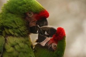 Araras Parque das Aves Foz do Iguaçu