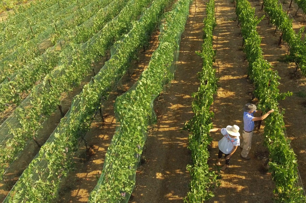 HiddenGems_GoldCountry_Murphys_Vineyard