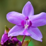 Confira opções diferentes para comemorar o Dia das Mães em São Paulo orchid-213171_1280