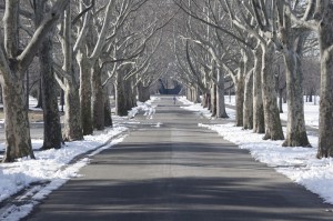 tree-lined-1476635_1280